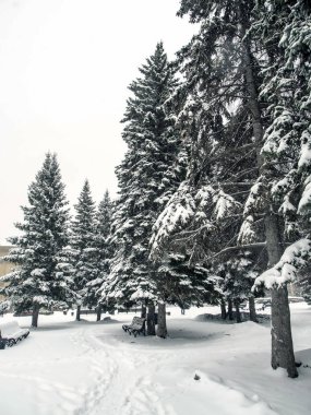 bir kar yağışı sırasında kasaba meydanında Mavi Ladin