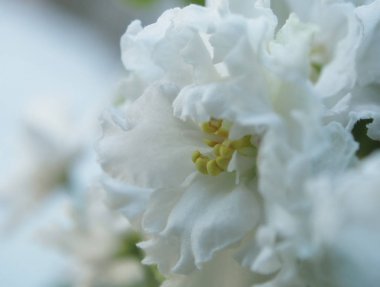 bir tencerede, dar odak alanını beyaz Menekşe çiçek