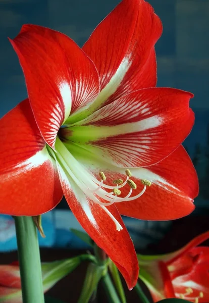 Amaryllis grande flor vermelha, área de foco estreita — Fotografia de Stock