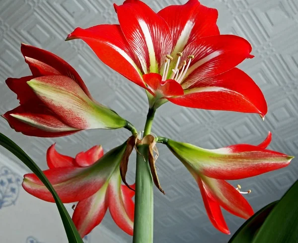 Amaryllis kırmızı çiçek alt görünümü, dar odak alanı — Stok fotoğraf