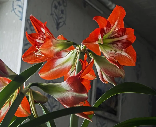 Amaryllis big red flower, narrow focus area — Stock Photo, Image