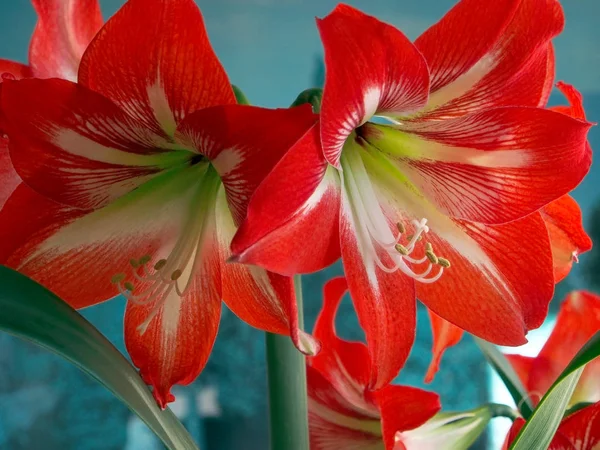 Rudá květinka Amaryllis, oblast s úzkým zaměřením — Stock fotografie
