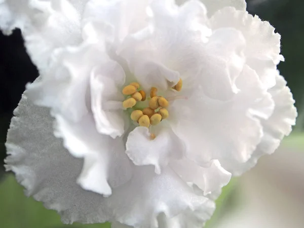 Біла фіолетова квітка в горщику, вузька область фокусу — стокове фото