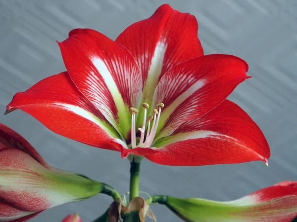 Amaryllis red flower bottom view, narrow focus area — Stock Photo, Image