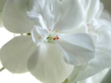 bir tencerede, dar odak alanını beyaz Sardunya