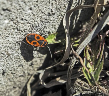 Latin adı Pyrrhocoris apterus ile kırmızı Beetle, makro