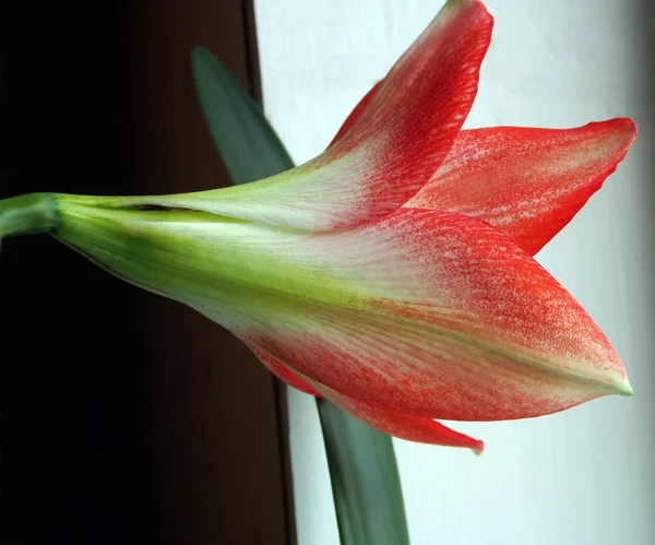 Tender Bud of the Amaryllis in bloom soon — Stock Photo, Image