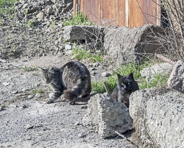 Dwa koty na ulicy — Zdjęcie stockowe