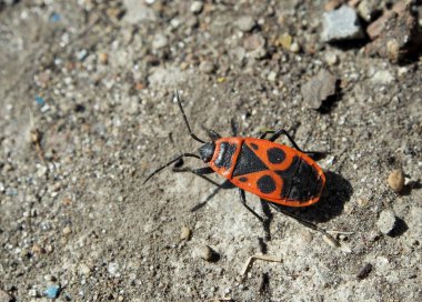 Latin adı Pyrrhocoris apterus ile kırmızı Beetle, makro