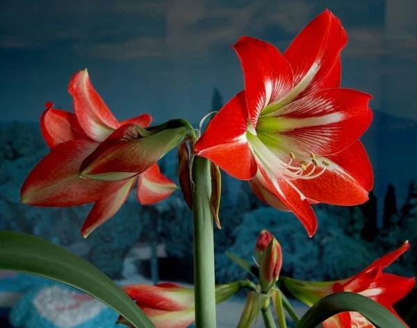 Amaryllis red flower, narrow focus area — Stock Photo, Image