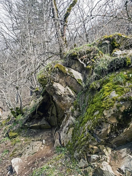 Moss on the rocks in the vicinity of Borjomi Park — Stock Photo, Image