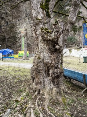 Borjomi kasabası yakınlarındaki parkta ağaçlar