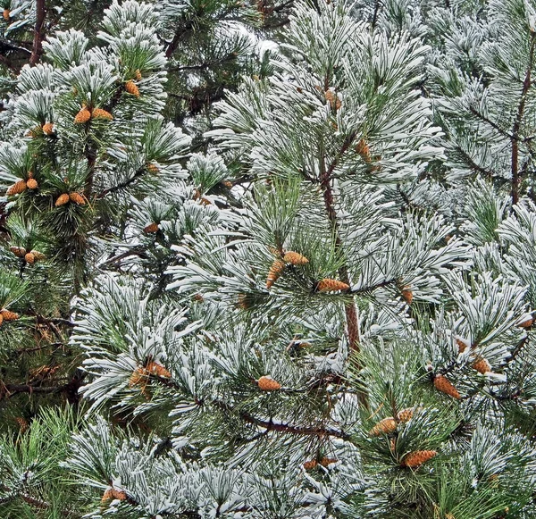 Tallkvistar med kottar täckta med snö — Stockfoto