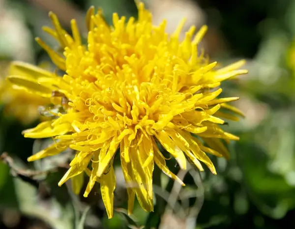 Bloomed the first spring flowers dandelions, macro, narrow focus area — Stock Photo, Image