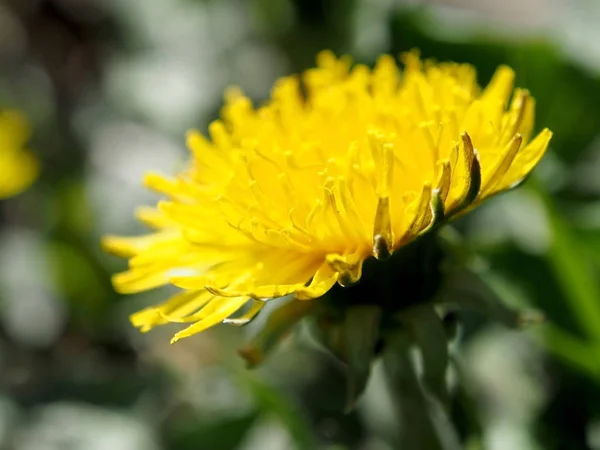 Blühten die ersten Frühlingsblumen Löwenzahn, Makro, enger Fokusbereich — Stockfoto