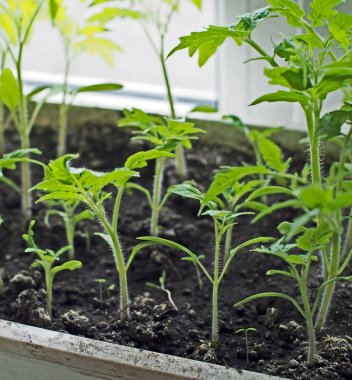 pencere üzerinde domates fidesi, dar odak alanı