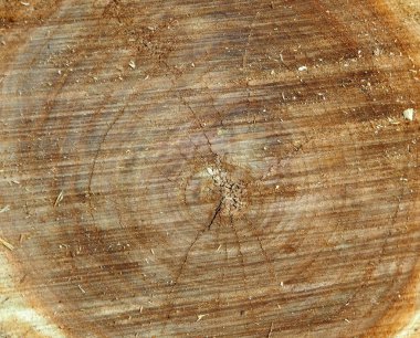 bir kavak kesilen gövde yüzeyinin doku