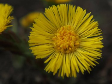 ilk bahar çiçekleri anne ve üvey anne, makro