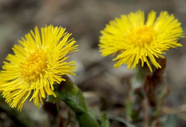 ilk bahar çiçekleri anne ve üvey anne, makro