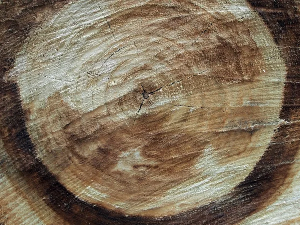 Struttura della superficie del tronco abbattuto di un pioppo — Foto Stock