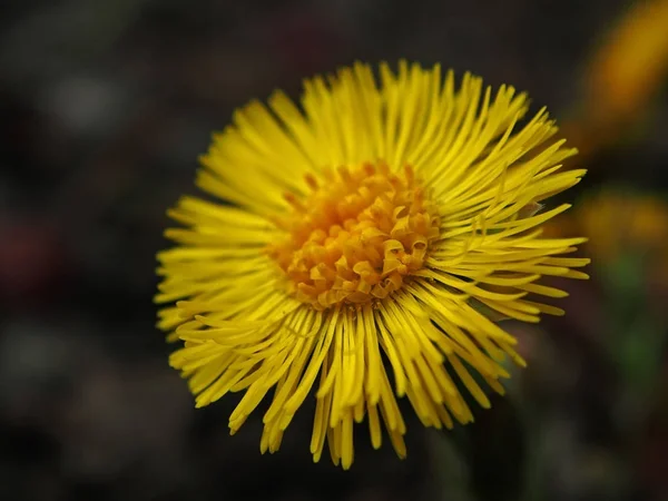 Erste Frühlingsblumen Mutter und Stiefmutter, Makro — Stockfoto