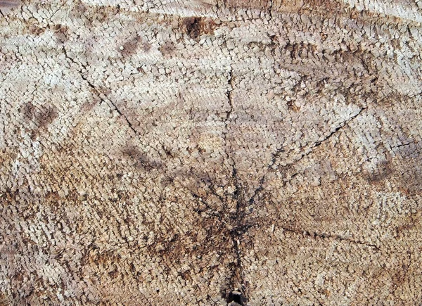 Textura da superfície do tronco derrubado de um álamo — Fotografia de Stock