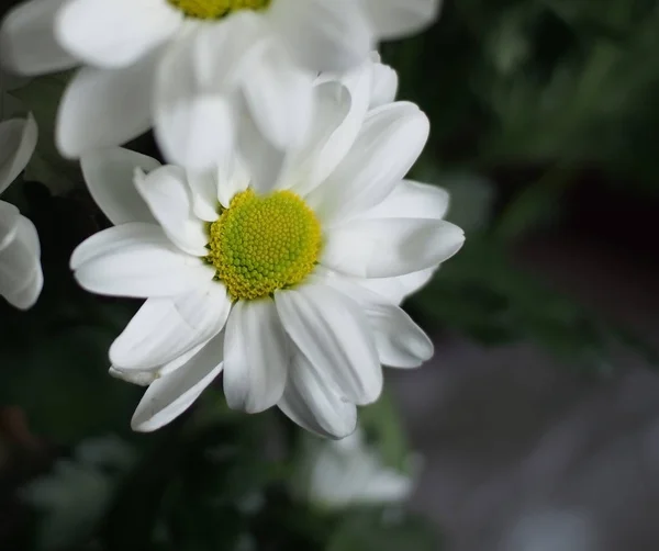 White chrysanthemum at the window — Stock Photo, Image