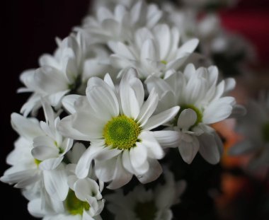 beyaz krizantem buketi, dar odak alanı