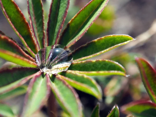 루핀 잎에 물 방울 — 스톡 사진