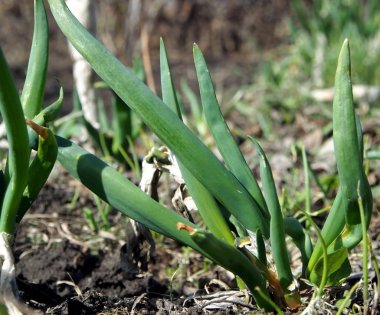 Bir yatakta yeşil soğan