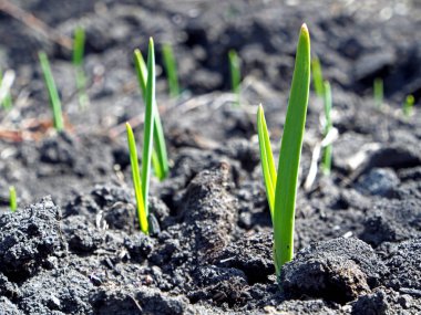 gül kış sarımsak