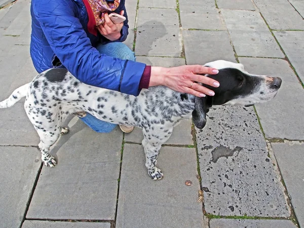 Man stroking a dog like a Dalmatian — Stock Photo, Image