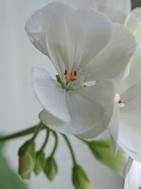 bir tencerede, dar odak alanını beyaz Sardunya
