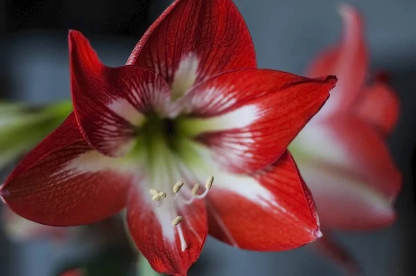 Rudá květinka Amaryllis, oblast s úzkým zaměřením — Stock fotografie