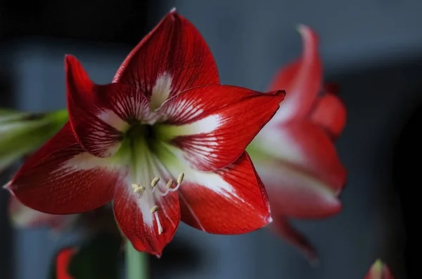 Amaryllis fleur rouge, zone de foyer étroite — Photo