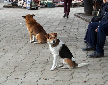Bankların yanındaki parkta oturan iki köpek