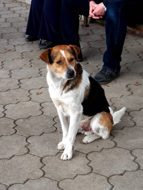 parkta bir bankın yanında oturan kırmızı başlı köpek