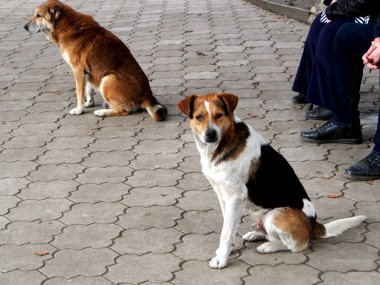 Bankların yanındaki parkta oturan iki köpek