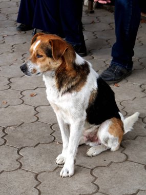 parkta bir bankın yanında oturan kırmızı başlı köpek