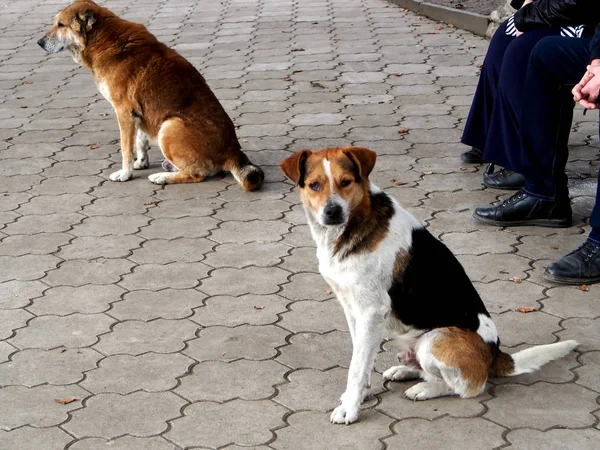 Bankların yanındaki parkta oturan iki köpek
