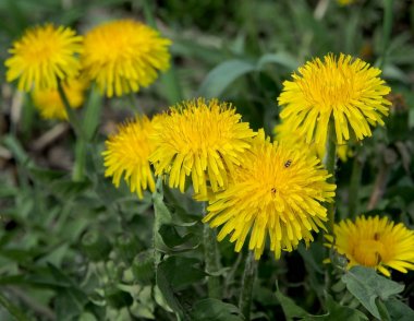 ilk bahar çiçekleri karahindiba, makro, dar odak alanı çiçekli