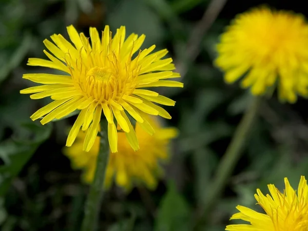 Blühten die ersten Frühlingsblumen Löwenzahn, Makro, enger Fokusbereich — Stockfoto