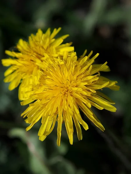 Blühten die ersten Frühlingsblumen Löwenzahn, Makro, enger Fokusbereich — Stockfoto