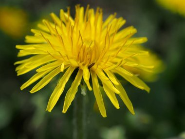 ilk bahar çiçekleri karahindiba, makro, dar odak alanı çiçekli