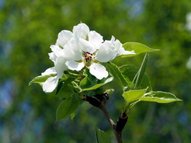 bir Elma ağacı, makro üzerinde çiçek açan çiçekler