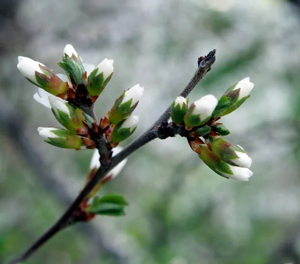 桜を咲かろうとしている芽、狭い焦点領域 — ストック写真