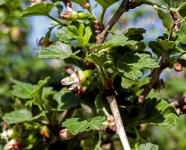çiçekli bektaşi üzümü çiçeği, makro