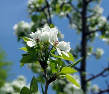 bir Elma ağacı, makro üzerinde çiçek açan çiçekler