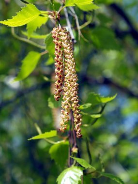 huş üzerinde çiçeklenme catkins