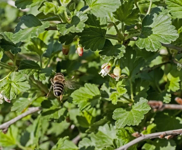 Biene fliegt auf, um die Stachelbeerblüte zu bestäuben — Stockfoto
